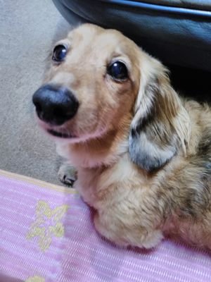 yuipu1027's profile picture. 