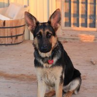 texasGSDgirl(@texasGSDgirl) 's Twitter Profile Photo