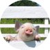 Edje 🐖🇳🇱⚽️ wap nooit maar ben wel een wappie🤪 (@edzegthet) Twitter profile photo Edje 🐖🇳🇱⚽️ wap nooit maar ben wel een wappie🤪 (@edzegthet) Twitter profile photo