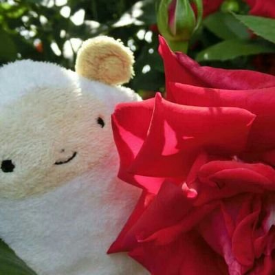 ひつじのめーこさんのプロフィール画像
