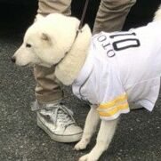 DaiFuKuKyuP's profile picture. 