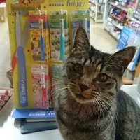 ねこがいる文具店万年堂(@nyannendo) 's Twitter Profile Photo