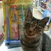 ねこがいる文具店万年堂 (@nyannendo) Twitter profile photo ねこがいる文具店万年堂 (@nyannendo) Twitter profile photo
