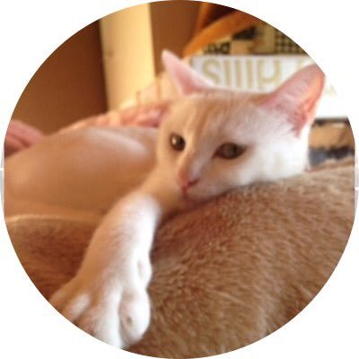 猫がいる幸せ=(^.^)=  BIGBANGの帰還を待ってます♪