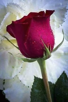 sultank33413668's profile picture. 