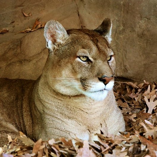 Beast is two souled big cat--puma concolor. Soul of Beast and soul of Jane Yellowrock is inside shape-changer body. Jane hunts monsters. Beast hunts deer.