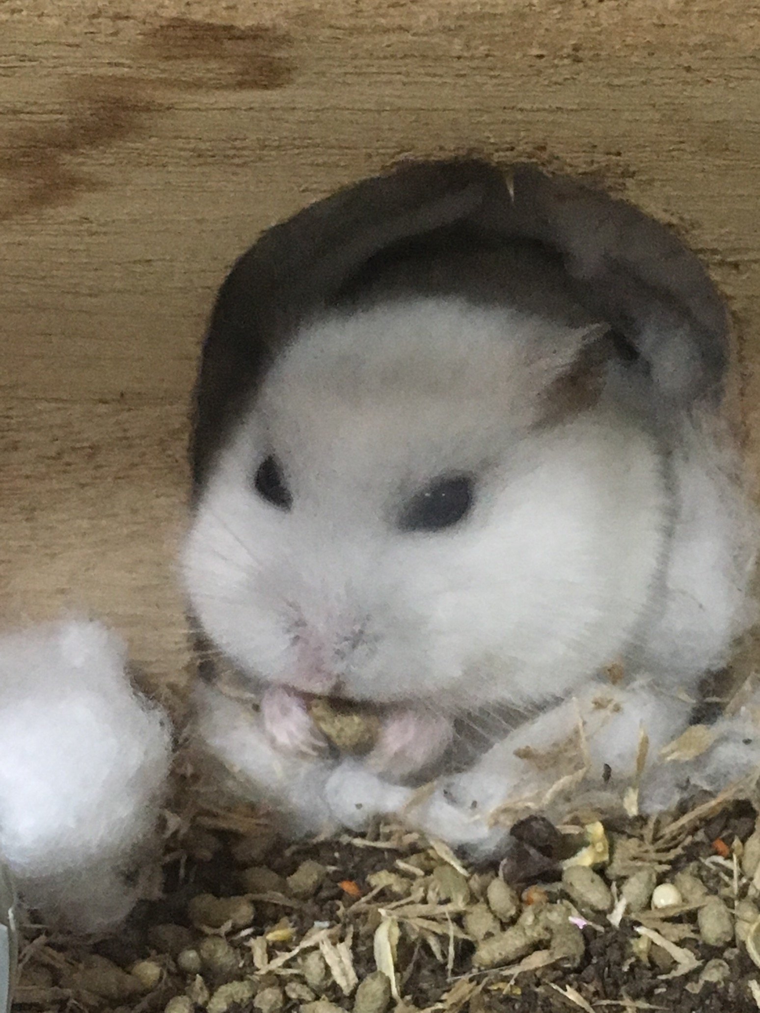 ZcgtNlPuZ8AIWsL's profile picture. 童貞がゆくエロ垢めぐり_:(´ཀ`」 ∠): #裏垢女、のひと童貞の捨て方教えてくれ…