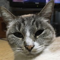 カツミ～ゴ⚡️✊ (@cat_cut_kat) Twitter profile photo