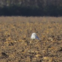Anne Rudder (@anne_rud) 's Twitter Profile
