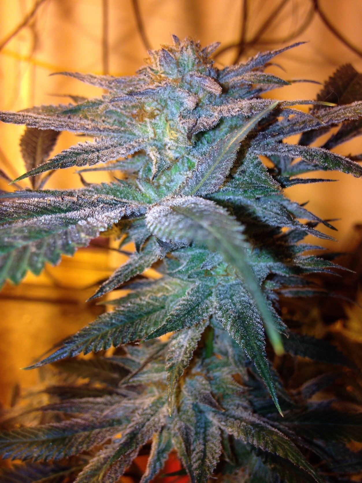 SkunkbeardGenet's profile picture. A Michigan based Cannabis seed company. Affordability, Quality and Stability. We are here to Educate and medicate. Beards don't lie!