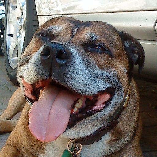 Staffie in Staffordshire. I'm Rudy,16yr old chunky red staffie. RIP Buster, 4 pygmy goats, 1 cat, 12 chickens & a goat