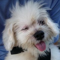 Jordi Ardid (@jordiardid) 's Twitter Profile