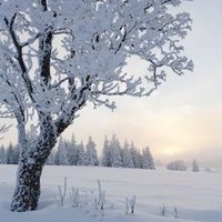 Sweet (@sweetwsour) 's Twitter Profile Photo