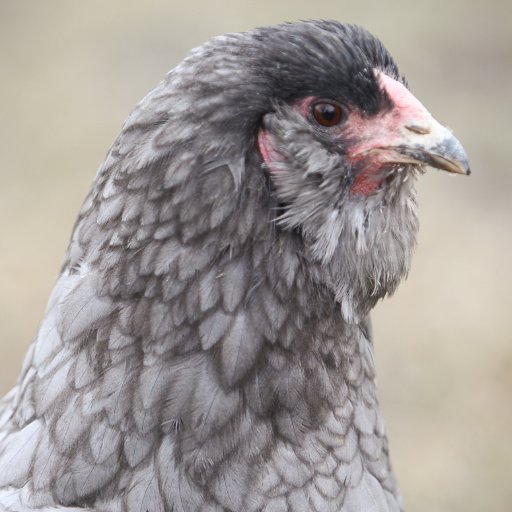 The_PoultryBarn's profile picture. 