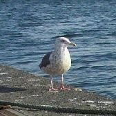 KMD_kameda's profile picture. コロラド