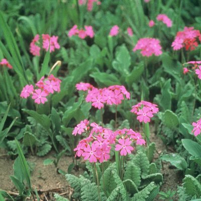 Vivid_Saitama's profile picture. 埼玉 is Good.