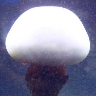 内容は移転先Mastodonで呟いてるもののミラー。twitter公式Web・アプリの一覧性が悪いためTLを追う頻度は少ないです