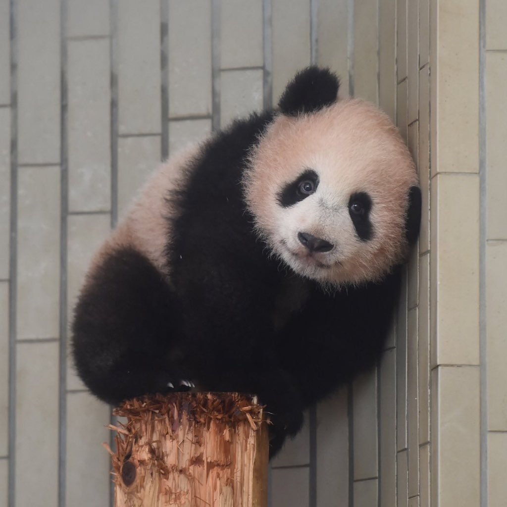 上野動物園パンダ動画中心。シャンシャンの可愛さは国民の財産で、全日本国民と共有すべきと気づき、放置していたアカウントで2019年1月からツイート開始。