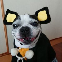 シラ (@shiraichigo1129) Twitter profile photo