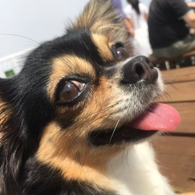 チワワのメリーちゃん Merry In Chihuahuas 水の中に入ってしまった餌をどうしても食べたい 笑 結局取ってあげました でも何で入ったの ﾟwﾟ ｗ チワワ 犬 わんこ Dog 面白い おもしろ映像 かわいい ペット