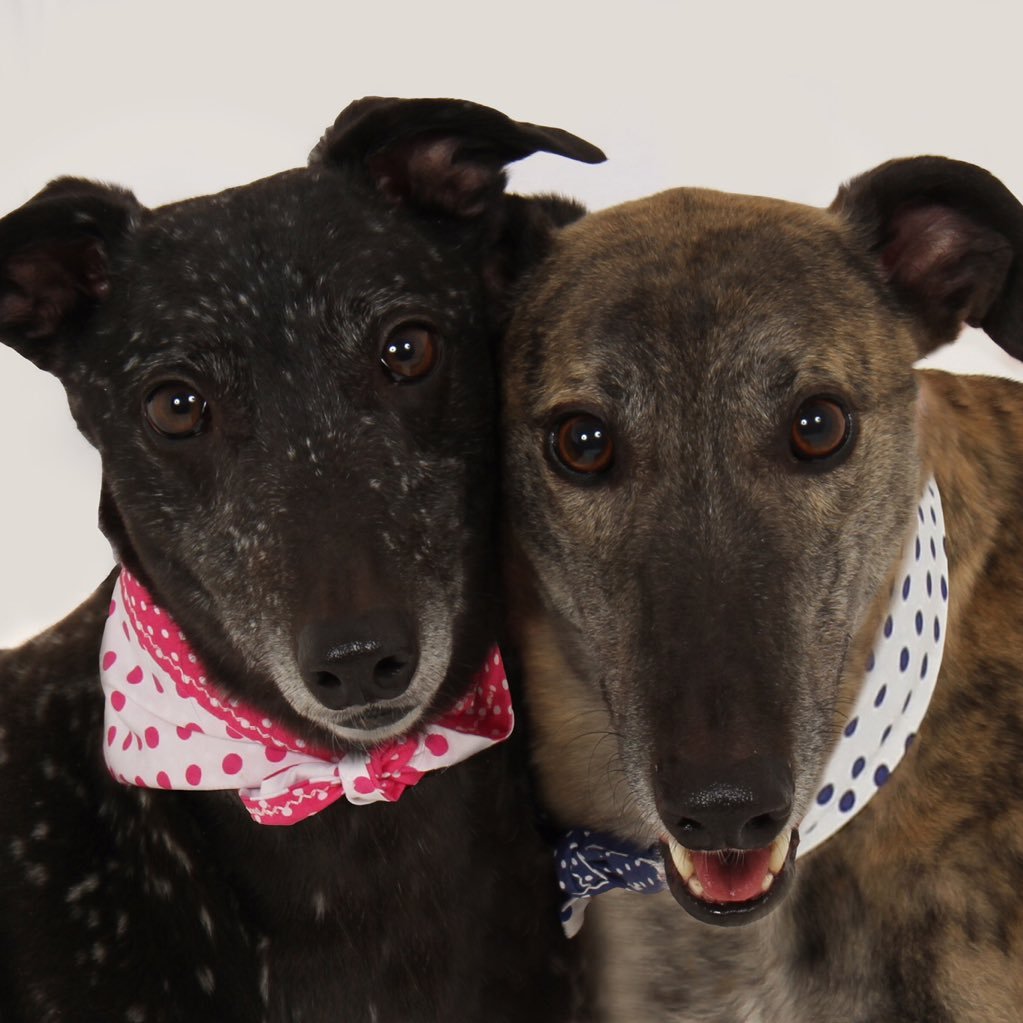 Hello! We is Lurch (Rio Valentino) & Jet (Spotted Cailin) two retired racing greyhounds. Therapy dogs for Canine Concern x