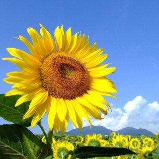 soleilさんのプロフィール画像