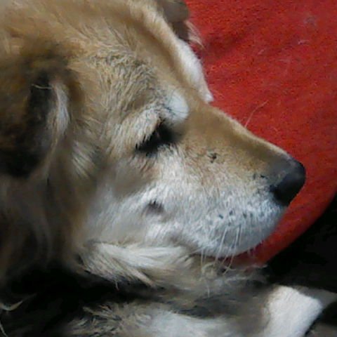 96chibiKaka's profile picture. ＃肉球新党　護犬派
＃水道民営化反対
#NoWar
#原発反対
#自然環境保護
#生物多様性
#第一次産業を大切に
#排外主義に反対
自然環境保全を大切にしながらの自然エネルギー推進派
弱い立場の人々が安心して暮らせる世の中に