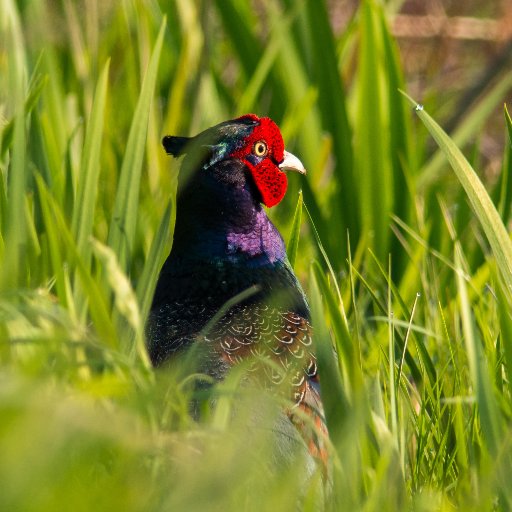 石川県で野鳥観察・撮影を楽しんでいます。