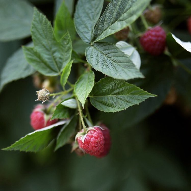 We are a Raspberry Farm South of Joburg. We have berry picking during raspberry season & sell frozen berries and berry products all year.