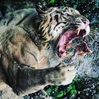 🇫🇷SERiNO🇮🇹 (@snowjungle) 's Twitter Profile