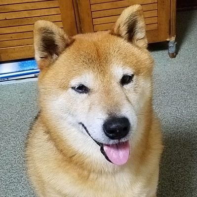 アラフィフ女性。二代目の柴犬ふう太とラブラブな日々を送っています。柴犬さん中心にかわいいワンコを見つけたらフォローしちゃいます。よろしくお願いします。