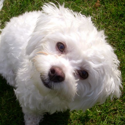 My name is Bentley, I am Bichon/ShihTzu cross. I am 12 years old and my Dad says I am a food vacuum. I love zoomies, salmon, and my Dad of course. Canadian.🇨🇦