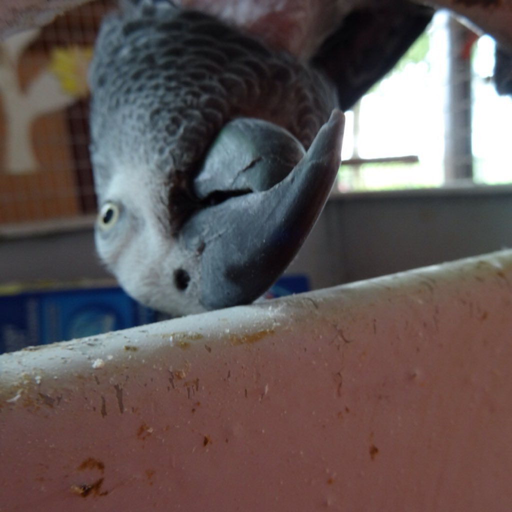 Gazoue72's profile picture. #cuisine #animaux #jardin #nature