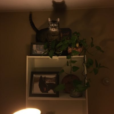 LS_Toof's profile picture. 