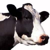 David McClelland (@lasercow) 's Twitter Profile Photo David McClelland (@lasercow) 's Twitter Profile Photo