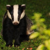Rebecca Vickerstaff (@choughchough) 's Twitter Profile Photo Rebecca Vickerstaff (@choughchough) 's Twitter Profile Photo