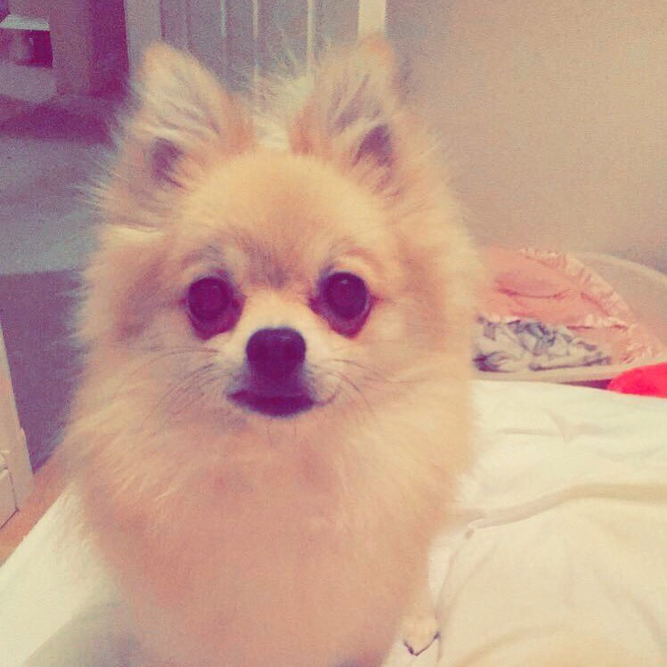 My name is Boo and I'm a Pomeranian X Italian volpino born September 2014& I love to play ball⚽️ ⬇️⬇️ follow my instagram😍