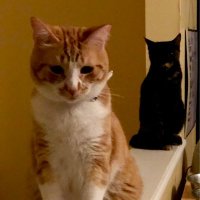 The Martinez Pets(@martinezpetz) 's Twitter Profile Photo