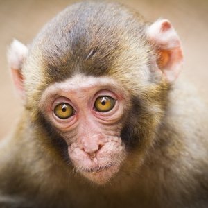 tinylittlemonke's profile picture. CSA survivor with DID and Complex PTSD. Been a long time understanding what happened. Finally got it at 68