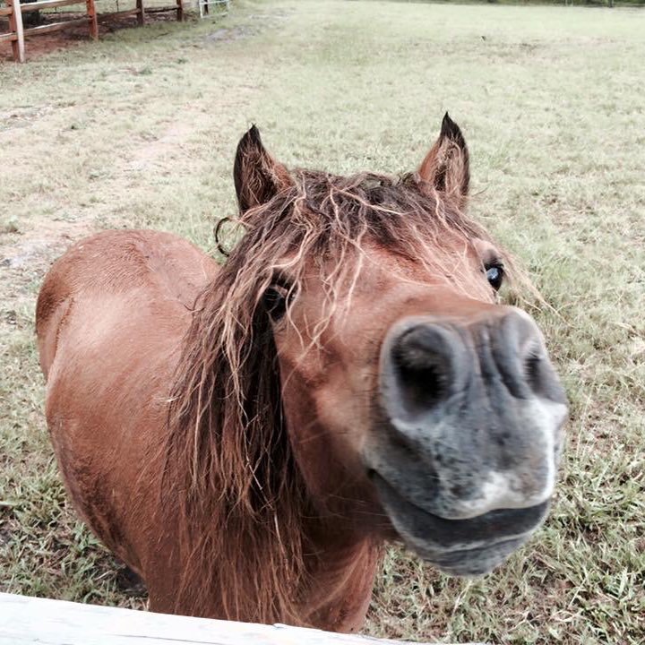 Technology, Master of Fun, and Miniature Horses - Who’d have thunk it?