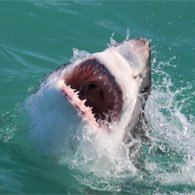 drek_preference's profile picture. I work hard everyday to be happy.