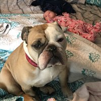 Roxy (@roxygirldm) 's Twitter Profile