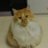 axiacat0120