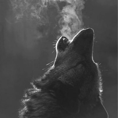 _falseprophet_'s profile picture. 