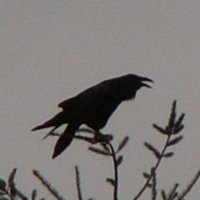 Pat Richards (@gwendolyn679) 's Twitter Profile