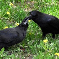 NPO法人札幌カラス研究会(@crow_research) 's Twitter Profile Photo