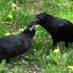 NPO法人札幌カラス研究会 (@crow_research) Twitter profile photo