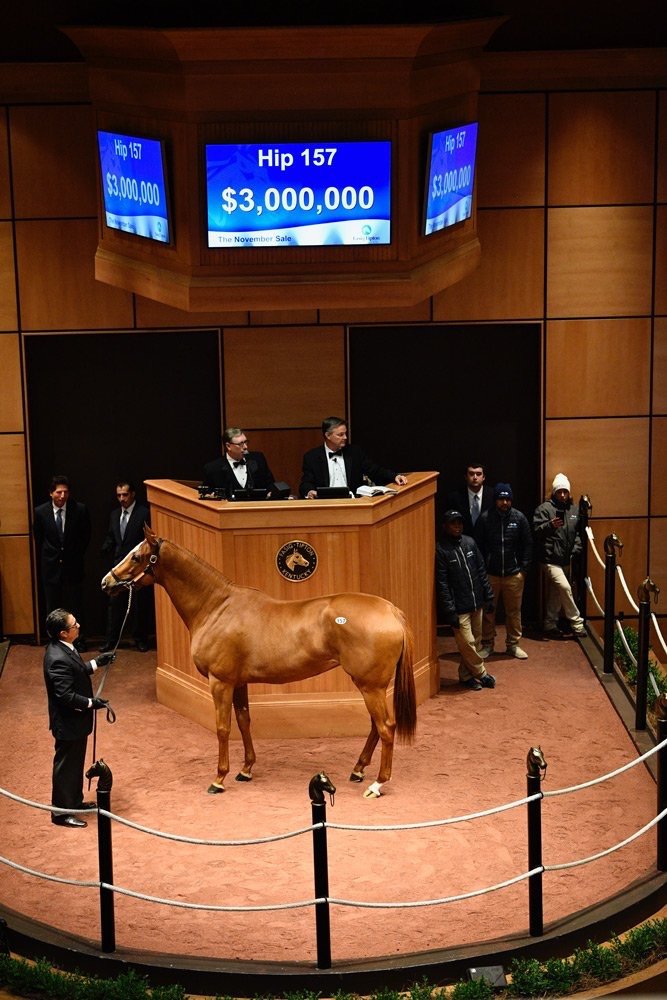 Selling Thoroughbreds at the top of the market since 1999