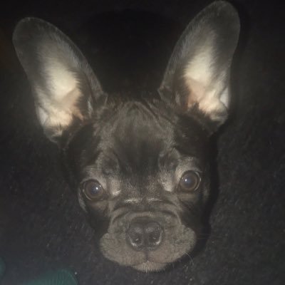 I'm an adorable brindle French Bulldog puppy! 🐾 AKA Sir Bobby, The Bobster, B-Mitch and the B-Meister general! Pedigree name: JedJess Lord Fauntleroy!