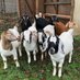 ๐ The Grateful Goat ๐ (@thegratefulgoat) Twitter profile photo ๐ The Grateful Goat ๐ (@thegratefulgoat) Twitter profile photo